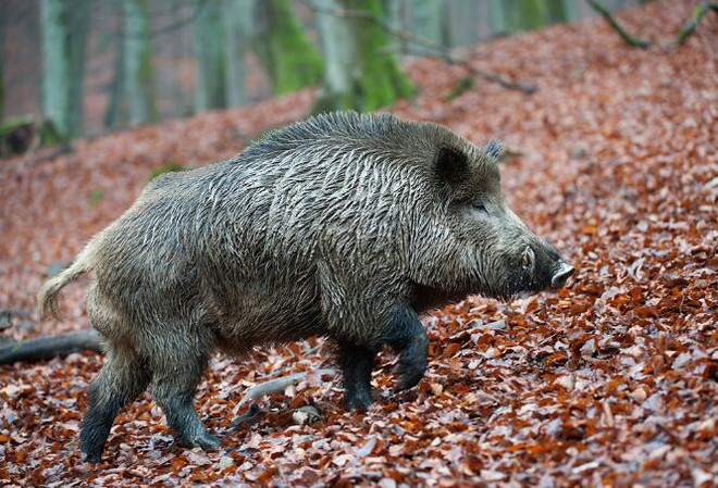 Lợn rừng cắn chết người phụ nữ 29 tuổi đang làm đồng ảnh 1