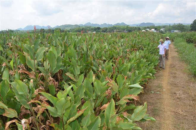 Độc đáo sản phẩm miến dong Hương Ngọc của tỉnh Thanh Hóa ảnh 2