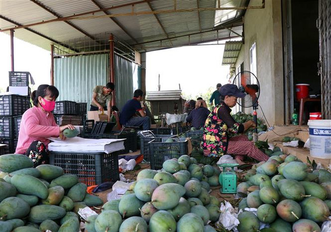 Kết nối đưa trái cây của các hợp tác xã tới thị trường tiềm năng ảnh 1