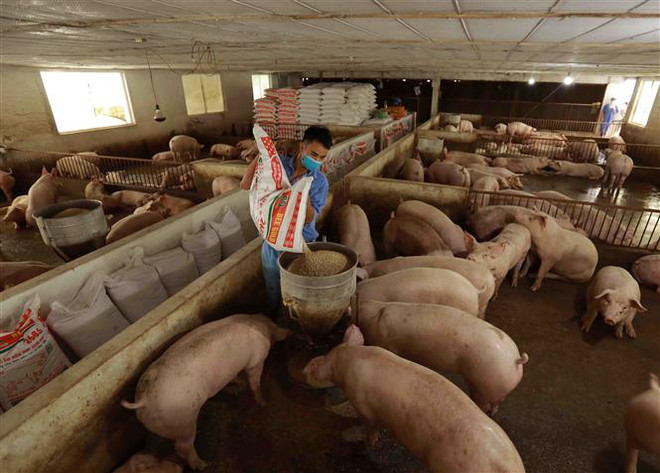 Hà Nội: Không để dịch tả lợn châu Phi lây lan ra diện rộng ảnh 1