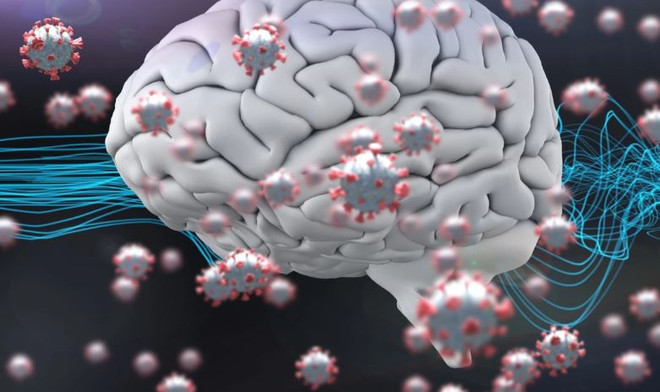 Virus SARS-CoV-2 có thể tác động trực tiếp tới tế bào não ảnh 1