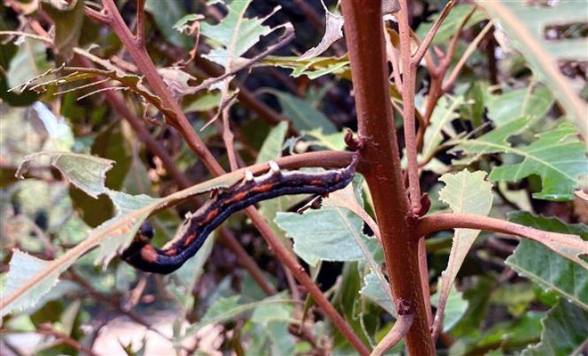 Diệt sâu hại, bảo vệ rừng chõi nguyên sinh độc nhất vô nhị ở Cô Tô ảnh 1