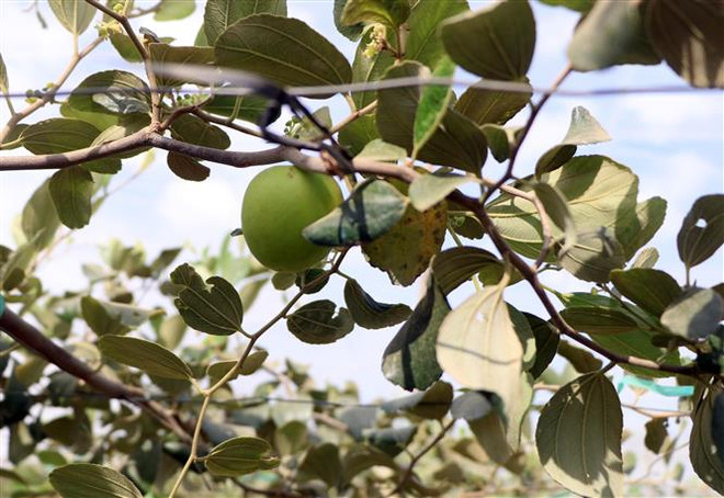 Ninh Thuận đổi mới đẩy mạnh phát triển kinh tế tập thể, hợp tác xã ảnh 1