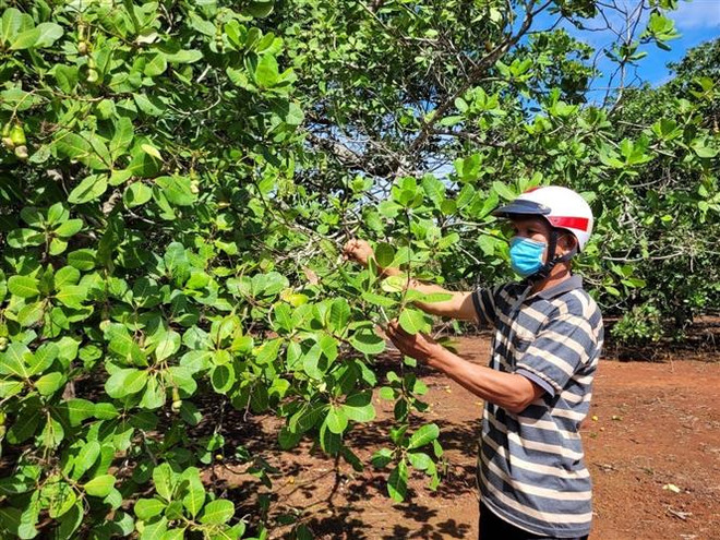 Ngành điều Việt Nam hướng đến sản xuất và tiêu thụ xanh ảnh 2