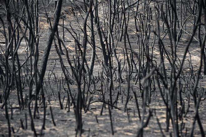 Lửa vẫn tiếp tục bùng phát dữ dội, Cuba chưa kiểm soát được cháy rừng ảnh 1