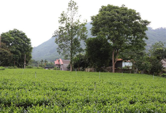 Sửa đổi Luật Đất đai - nhiệm vụ trọng tâm của Quốc hội khóa XV ảnh 1