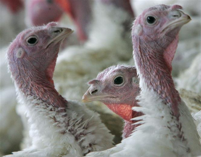 Giới khoa học Australia: Cần cân nhắc việc tiêm phòng cúm gia cầm H5N1 ảnh 1