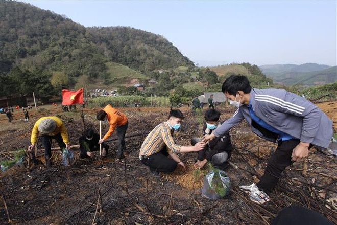 Sôi nổi Tết trồng cây - nhân lên nét đẹp độc đáo đầu Xuân ảnh 2