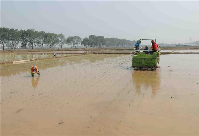 Gần 84% diện tích ở Trung du và Đồng bằng Bắc Bộ đủ nước cho gieo cấy ảnh 1
