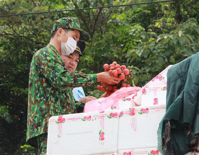 Tạo điều kiện thuận lợi nhất cho xuất khẩu vải quả tươi ảnh 1