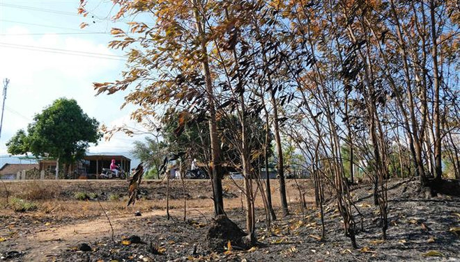 Xác định nguyên nhân các vụ cháy rừng trồng tại Khánh Hòa ảnh 1