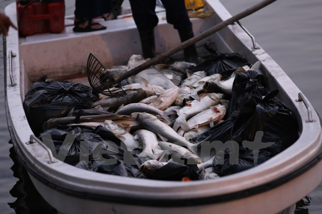 Hà Nội: Cá lại tiếp tục chết, bốc mùi hôi thối ở hồ Hoàng Cầu ảnh 1