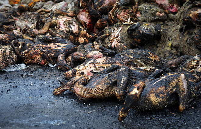 Xe tải tự bốc cháy, hơn 2.000 con vịt sống hóa "vịt quay" ảnh 3