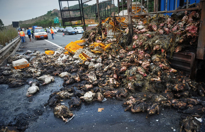 Xe tải tự bốc cháy, hơn 2.000 con vịt sống hóa "vịt quay" ảnh 2