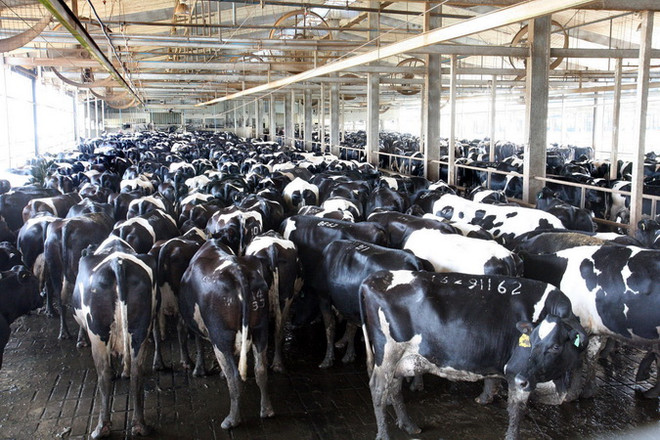 TH True Milk thu hút sự quan tâm với dự án chế biến sữa tại Nga ảnh 1