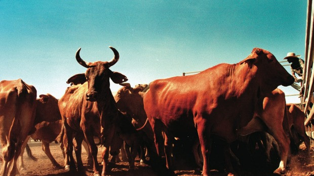 Trung Quốc-Australia hoàn tất thương vụ thịt bò trị giá 250 triệu USD ảnh 1