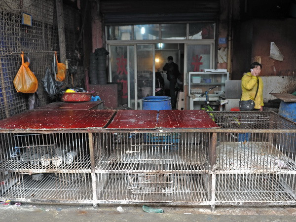 Số ca nhiễm cúm H7N9 tại Trung Quốc liên tục tăng ảnh 1