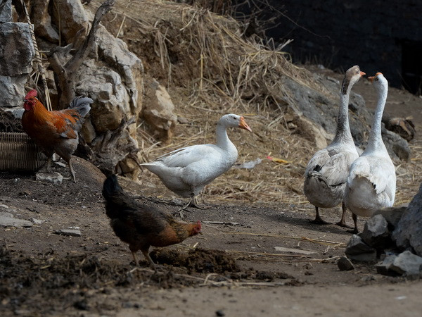 Trung Quốc: 30% số người nhiễm cúm H7N9 đã tử vong ảnh 1
