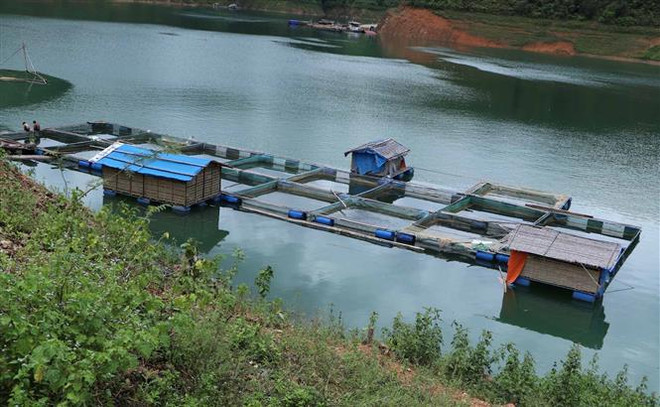 Lai Châu: Hướng đi mới từ nuôi cá lồng trên lòng hồ thủy điện ảnh 1