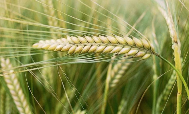 Căng thẳng thương mại giữa Trung Quốc và Australia tiếp tục leo thang ảnh 1