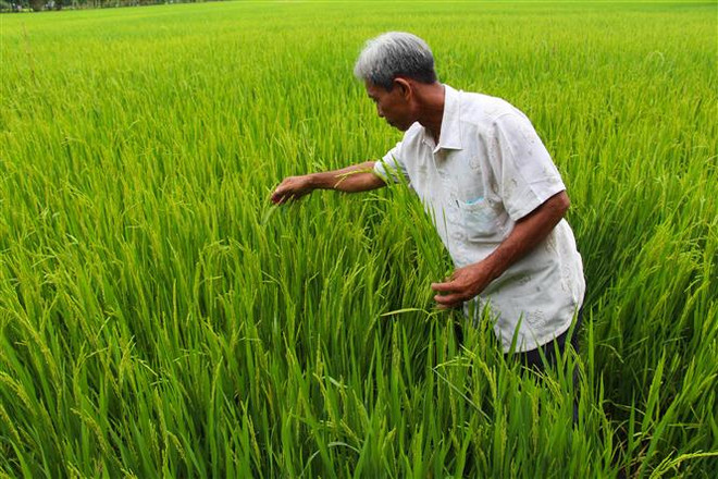 Hậu Giang: Gạo sạch Vị Thủy dần tạo được chỗ đứng trên thị trường ảnh 2