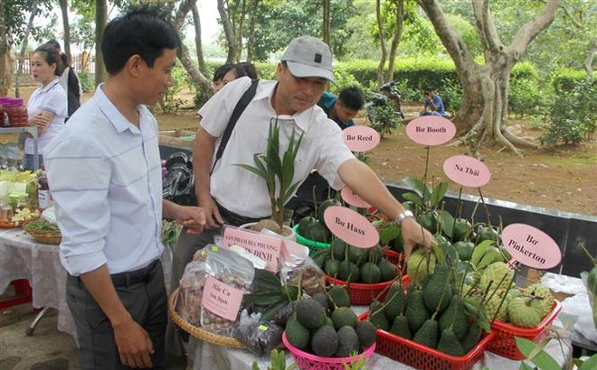 Tỉnh Phú Yên khai trương tuyến du lịch cao nguyên Vân Hòa ảnh 1