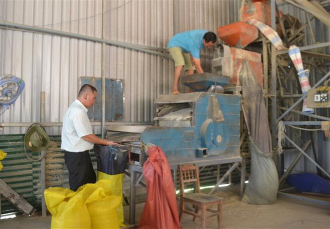 Trồng lúa theo hướng hữu cơ, xây dựng thương hiệu gạo Đăng Hà ảnh 2