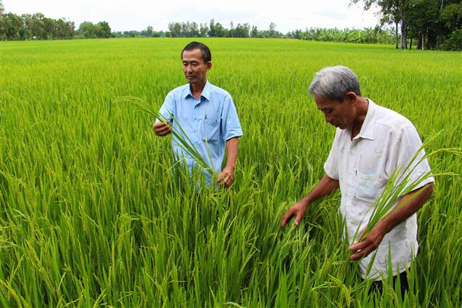 Hậu Giang: Gạo sạch Vị Thủy dần tạo được chỗ đứng trên thị trường ảnh 1