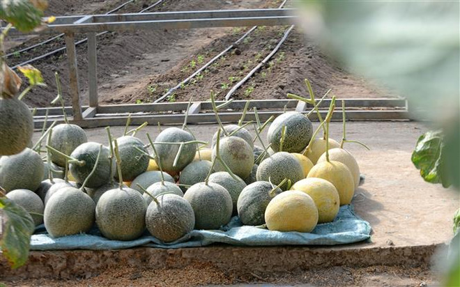 Mô hình trồng dưa lưới công nghệ cao, thu lãi tiền tỷ ở Hưng Yên ảnh 1