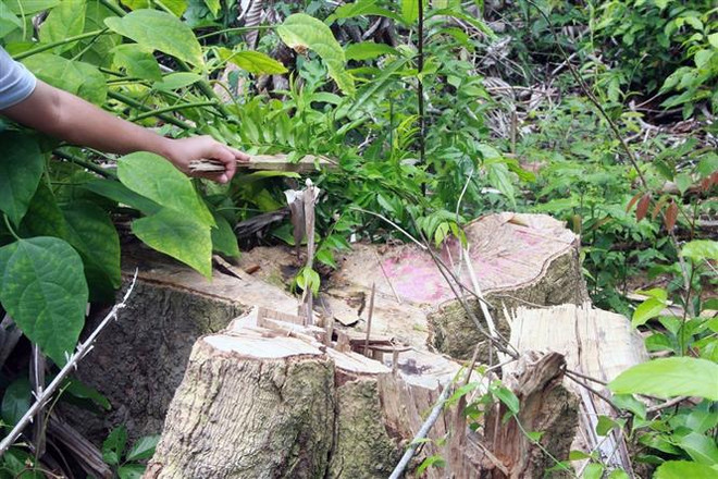 Khởi tố, bắt tạm giam thêm một đối tượng phá rừng giáp ranh ở Phú Yên ảnh 1