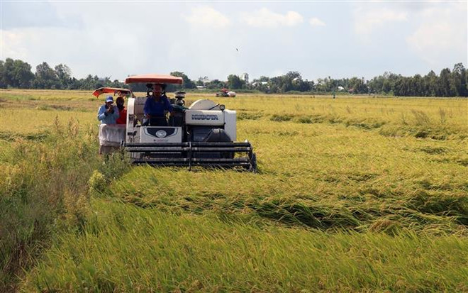 Thị trường nông sản tuần qua: Lúa, tiêu giữ giá ổn định ảnh 1