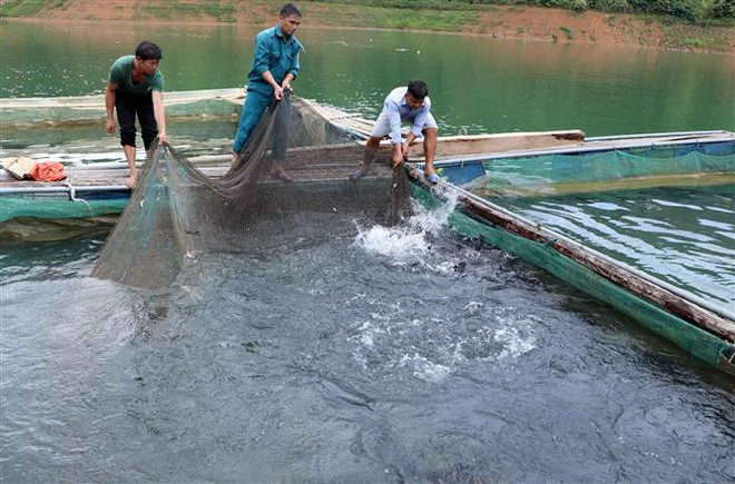 Lai Châu: Hướng đi mới từ nuôi cá lồng trên lòng hồ thủy điện ảnh 2