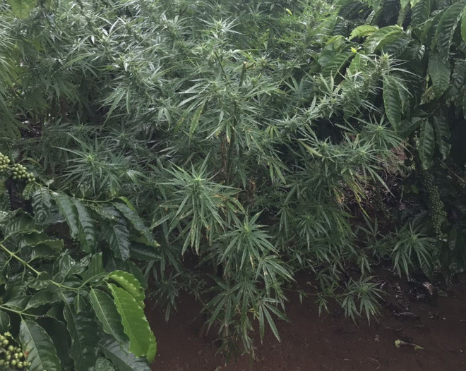 Đắk Nông: Phát hiện người dân trồng cây cần sa xen trong rẫy càphê ảnh 1