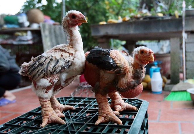 Nhân rộng mô hình chăn nuôi gà Đông Tảo lai an toàn sinh học ảnh 1