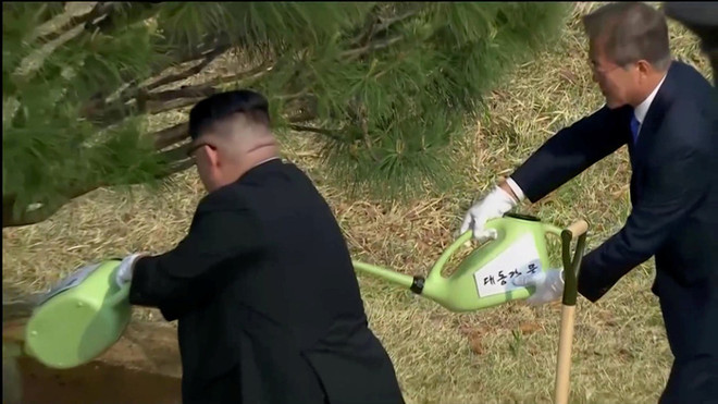 Tổng thống Hàn Quốc Moon Jae-in và nhà lãnh đạo Triều Tiên Kim Jong-un cùng nhau trồng cây. (Nguồn: Reuters) Lãnh đạo hai miền Triều Tiên cùng trồng cây lưu niệm ảnh 1