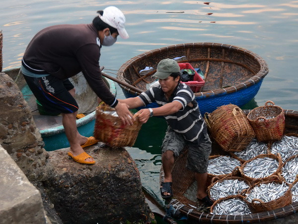 Ngư dân huyện đảo Lý Sơn được mùa cá cơm than. (Ảnh: Thanh Long/TTXVN) Phát triển kinh tế thủy sản kết hợp giữ chủ quyền biển đảo ảnh 1