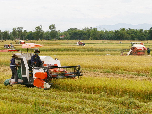 Thu hoạch lúa. (Ảnh: Hồ Cầu/TTXVN) Lúa Hè Thu đầu vụ được giá, thương lái tranh nhau đặt hàng ảnh 1