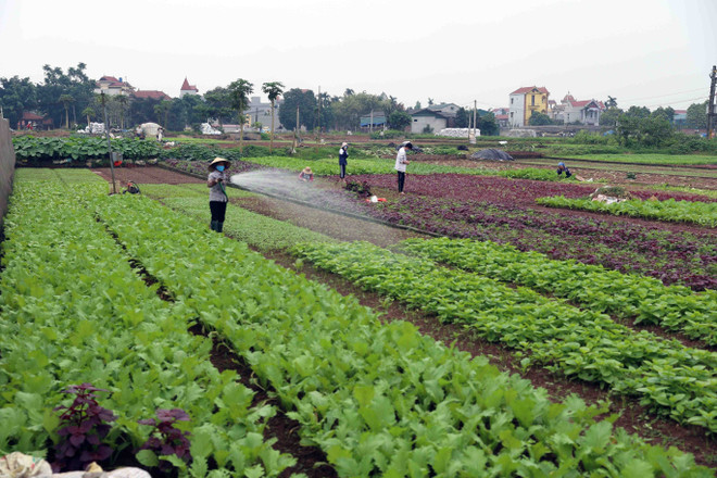 Nông dân chăm sóc rau tại vùng sản xuất rau chuyên canh huyện Hoài Đức, thành phố Hà Nội. (Ảnh: Vũ Sinh/TTXVN) ttxvn_nong_dan.jpg