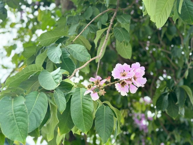 Lá cây bằng lăng là nơi chứa hơn 40 hợp chất có lợi, trong đó đáng chú ý nhất là axit ellagic và corosolic (hoạt tính chống ôxy hóa mạnh). (Nguồn: Vietnam+) bang_lang_2.jpg