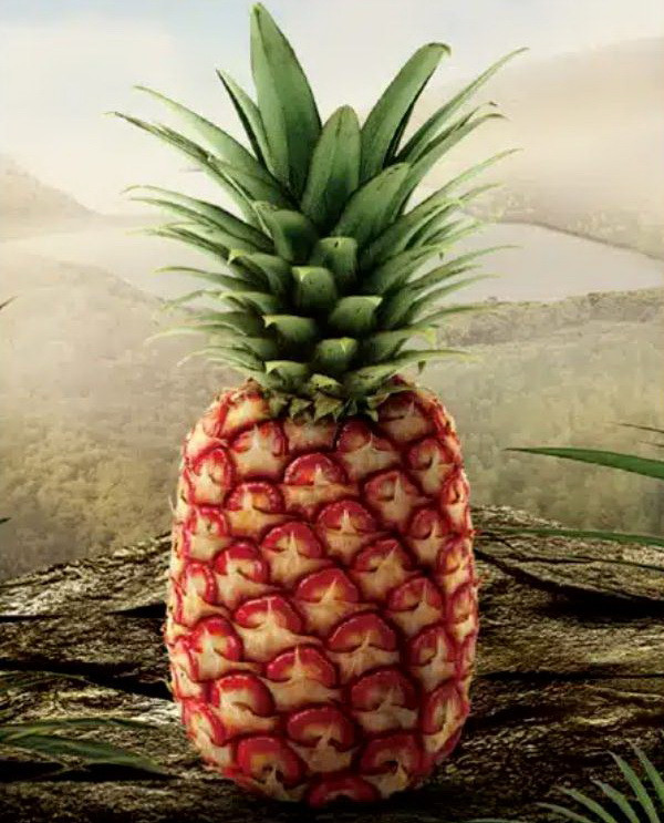 Dứa Ruby Glow. (Nguồn: Del Monte) dua_1.JPG