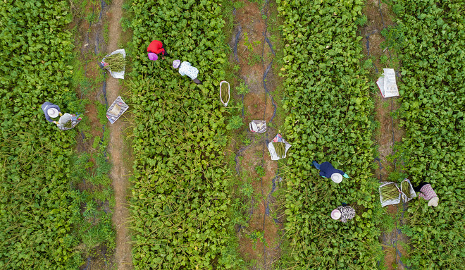 Vì sao dược liệu Trung Quốc tăng giá 'chóng mặt' trong năm nay? ảnh 4