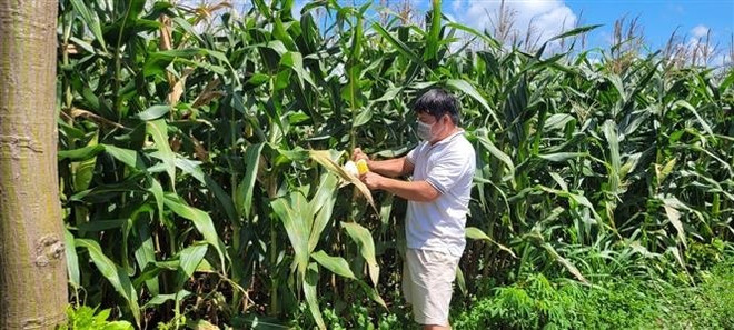 Doanh nghiệp thu mua cầm chừng, người dân trồng ngô thiệt hại ảnh 1