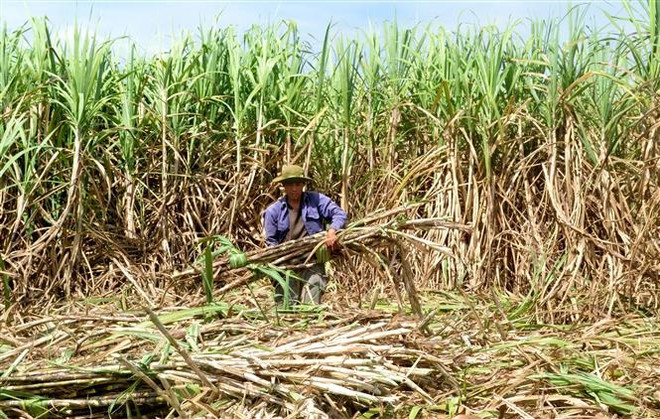 Doanh nghiệp mía đường trong nước kỳ vọng lợi nhuận 'thêm ngọt' ảnh 1