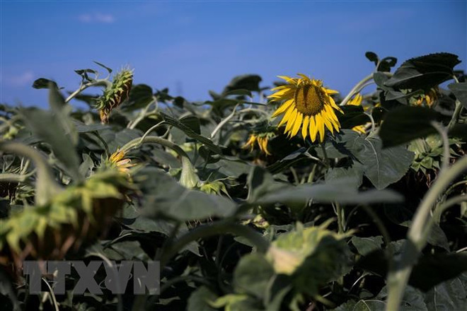 Nắng nóng ở các tỉnh Trung Bộ có khả năng kéo dài đến ngày 19/8 ảnh 1