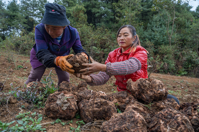 Vì sao dược liệu Trung Quốc tăng giá 'chóng mặt' trong năm nay? ảnh 3
