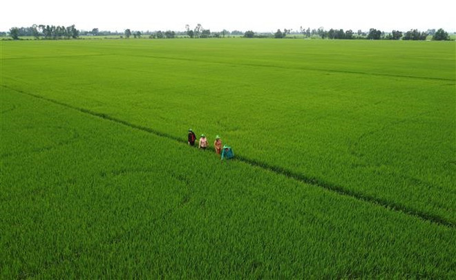 Giá phân bón trong nước theo sát biến động trên thị trường thế giới ảnh 3