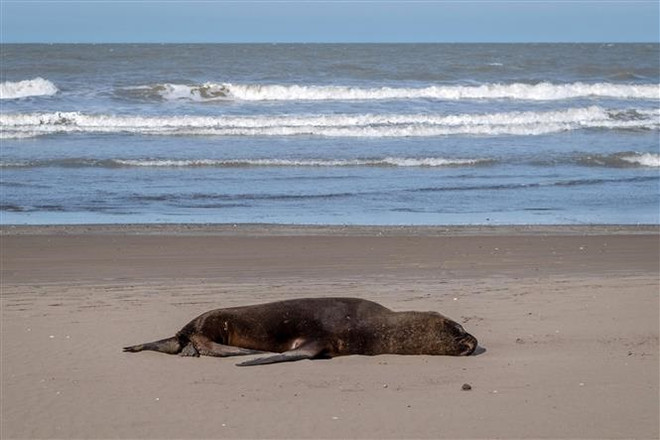Một sư tử biển chết vì cúm gia cầm trên bãi biển ở Mar del Plata, tỉnh Buenos Aires, Argentina ngày 28/8/2023. (Ảnh: AFP/TTXVN) Argentina ghi nhận hàng chục con sư tử biển chết vì mắc cúm gia cầm ảnh 1