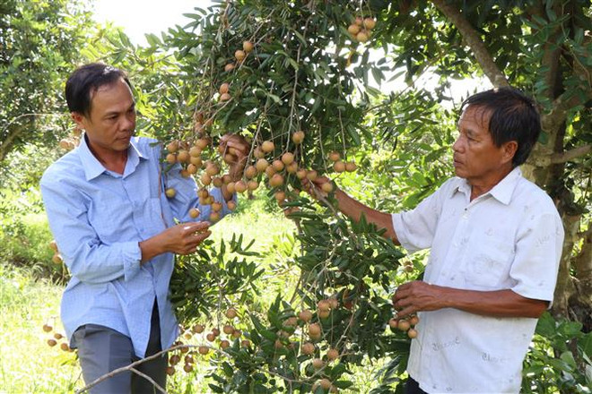 Bến Tre: Cù lao Tam Hiệp chuyển mình xây dựng nông thôn mới ảnh 1