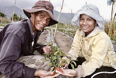 CJ Việt Nam hỗ trợ nông dân tỉnh Ninh Thuận trồng ớt. (Nguồn: CJ Việt Nam cung cấp) Quỹ Văn hóa CJ hỗ trợ sản xuất các bộ phim ngắn Việt Nam ảnh 3