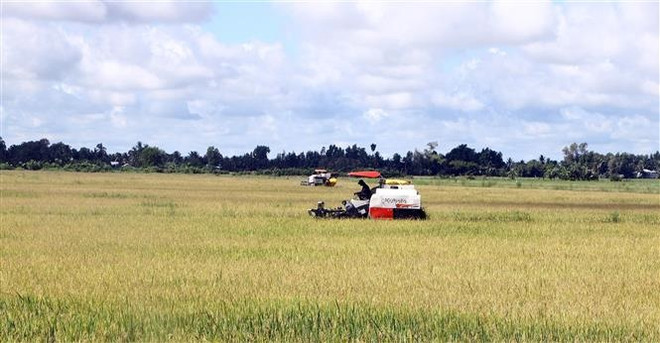 Năm 2023, đáp ứng đầy đủ nhu cầu lúa gạo trong nước và xuất khẩu ảnh 1